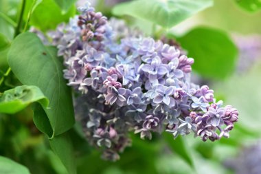 Leylağın yemyeşil dalı 