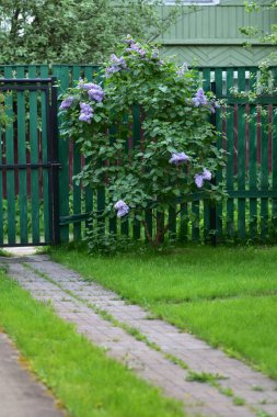 Bir kır evinin çitlerinin yanındaki leylak çalısı. 