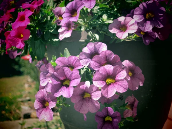 Petunia — Foto Stock