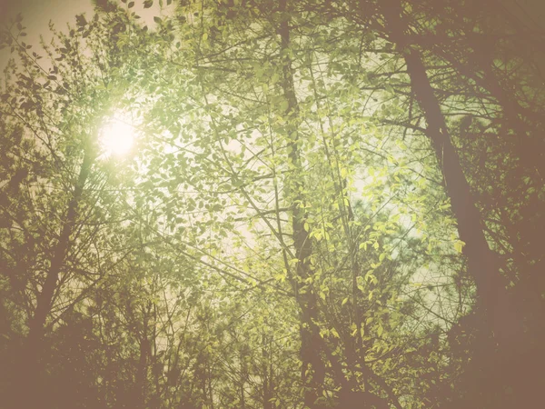 Мечтательный лес — стоковое фото