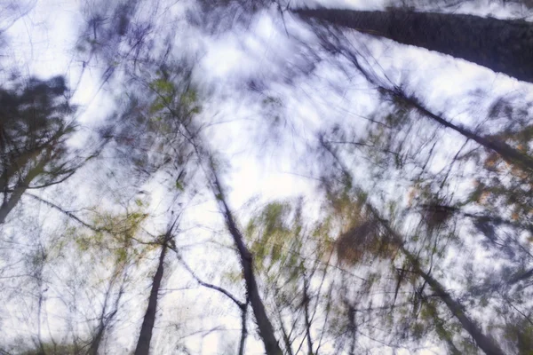 Деревья, дующие на ветру — стоковое фото