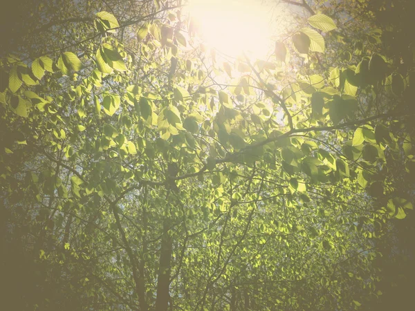 Ηλιακό φως δάσος — Φωτογραφία Αρχείου