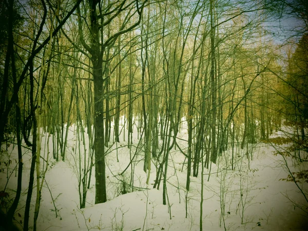Bosque nevado — Foto de Stock