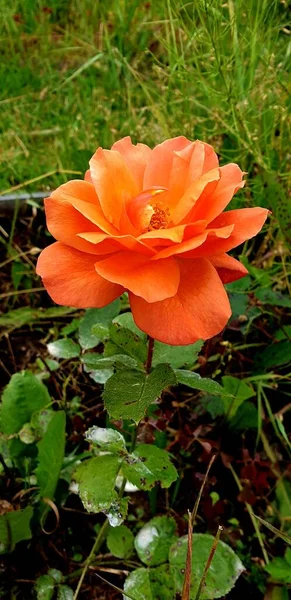 Flores Jardín Melocotón Rosa Entre Vegetación — Foto de Stock