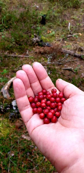 Forest Handful Ripe Lingonberries Palm Your Hand Nature Russia — Stock Photo, Image