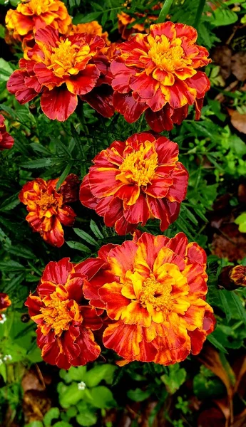 Jasne Kwiaty Marigolds Kwitną Ogrodzie Tle Zielonej Trawy — Zdjęcie stockowe