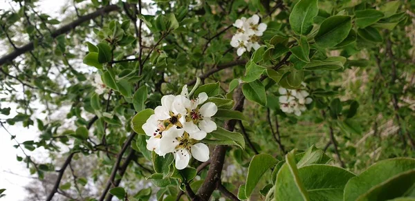 Blooming apple trees in the village garden. The nature of Russia.