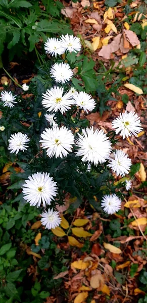 Białe Alpejskie Mini Astry Jesień Rosji — Zdjęcie stockowe