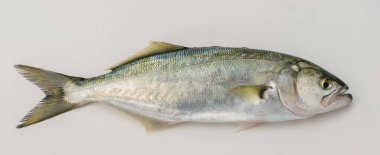 Mavi balık (Latince; Pomatomus Saltatrix) beyaz üzerine izole edilmiş