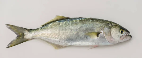 Bluefish Latinsky Pomatomus Saltatrix Izolovaný Bílém — Stock fotografie