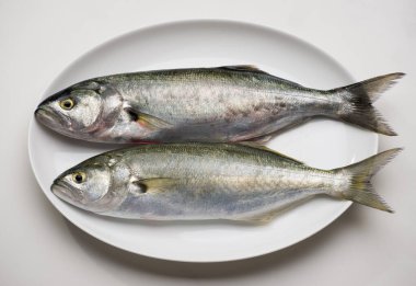 Tekne tabağında mavi balık..