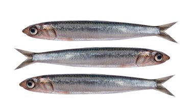 Beyaz arka planda izole edilmiş taze ançüez balığı.