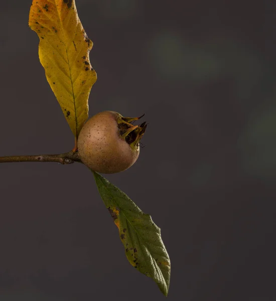 Taze Çiğ Ançüez Balığı — Stok fotoğraf