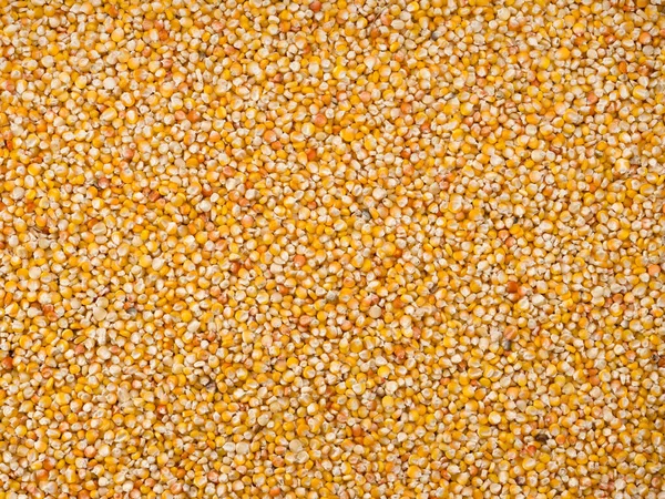 Organic Corn Grains Background — Stock Photo, Image