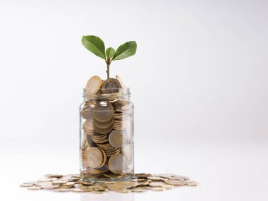 Altın Türk sikkeleri ve tohumu beyaz arka plan, İş ve Finans kavramına açık şişede