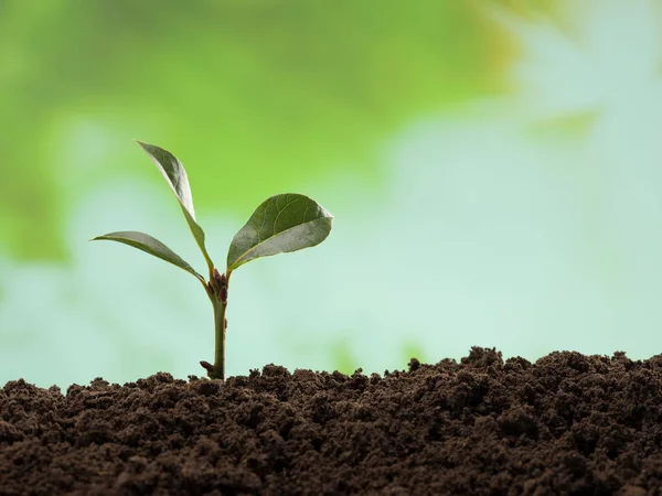 Genç Bitki Gün Işığında Büyüyor