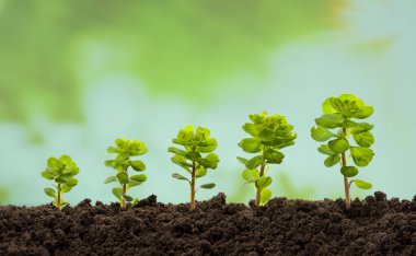 Toprakta yetişen beş genç bitki. Bitki yetiştiriyorum. Büyüme ve gelişim kavramı