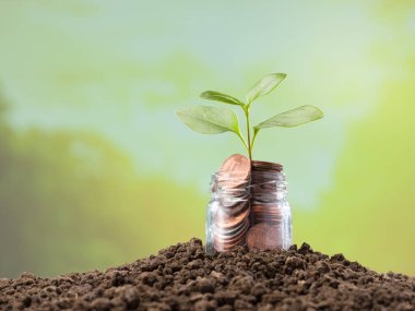 Kavanozda metal dolarların üzerinde genç bir bitki. Büyüme ve Finans kavramları