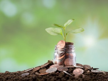 Bozuk paralar ve kavanozda taze bitkiler. Toprakta dolar sikkeleri var. Arkaplan bulanık güneş ışığı