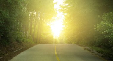 Gün doğumunda orman yolunda. Sarı çizgileri olan beton yol.