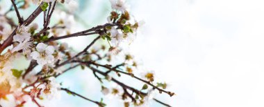 Bahar arka planı. Erik çiçekleriyle bahar zamanı..