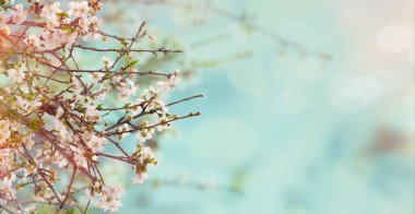 Bahar geldi. Ağaç dallarında beyaz çiçekler