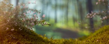 Orman ağacı çiçekleri ve orman bitkileri gün doğumunda