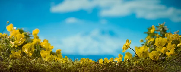 Gele Bloemen Van Lente Bergen Rechtenvrije Stockafbeeldingen