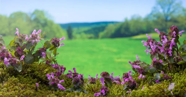 春の紫色のイラクサ ストック画像