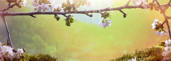 Черешневый Лес Утреннем Свете — стоковое фото
