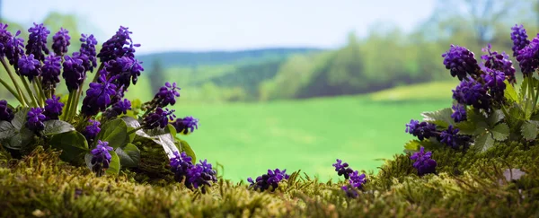Spring Season Background Hyacinths Spring Season — Stock Photo, Image