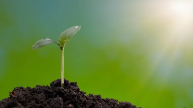 Gün ışığıyla büyüyen küçük bir ağaç. Yeşil dünya konsepti