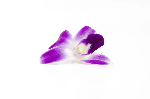 Beautiful orchid — Stock Photo, Image