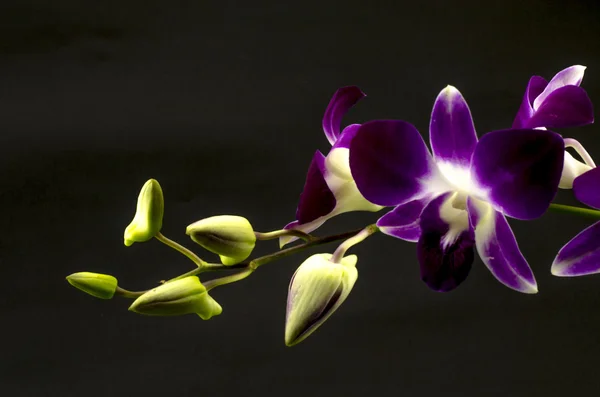 Orquídea bonita — Fotografia de Stock