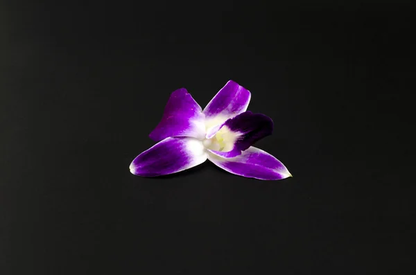 Mooie orchid — Stockfoto