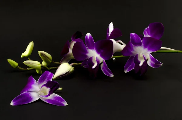 Beautiful orchid — Stock Photo, Image