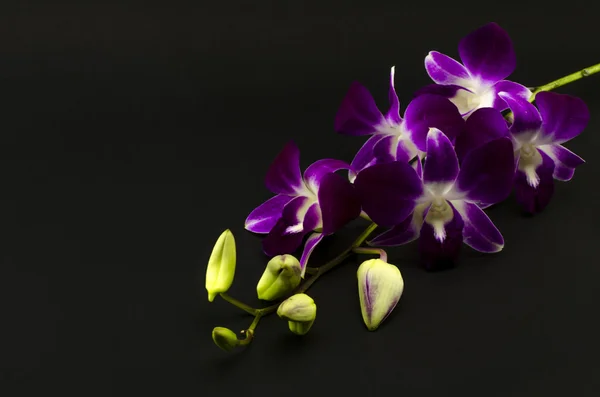 Beautiful orchid — Stock Photo, Image