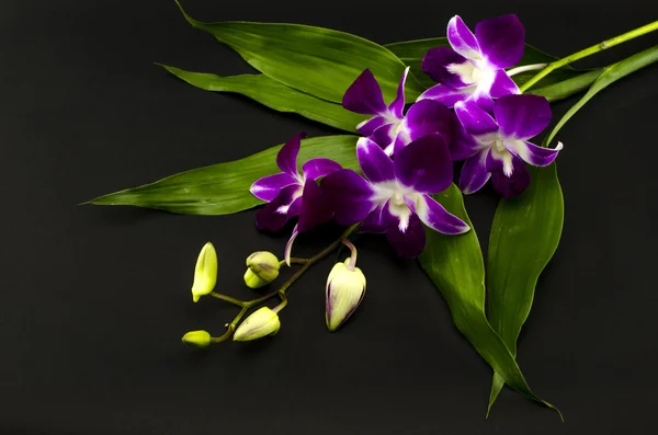 Beautiful orchid — Stock Photo, Image