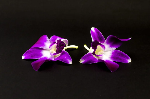 Schöne Orchidee — Stockfoto