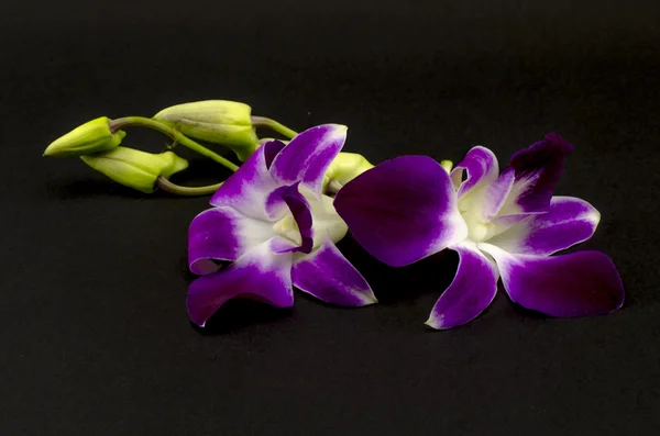 Beautiful orchid — Stock Photo, Image