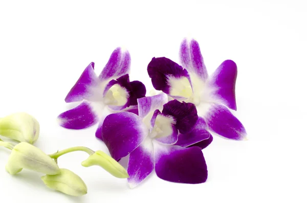 Beautiful orchid — Stock Photo, Image