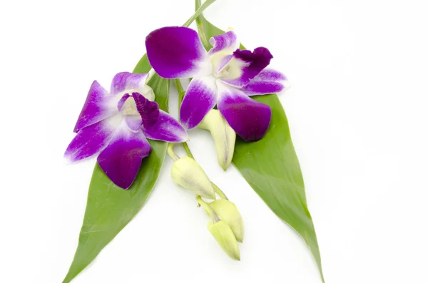 Bella orchidea — Foto Stock