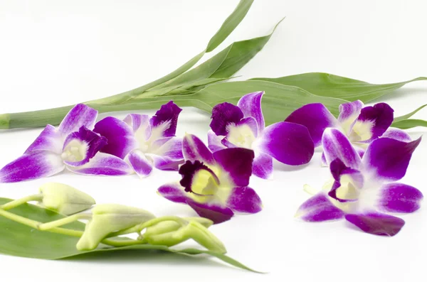 Bella orchidea — Foto Stock