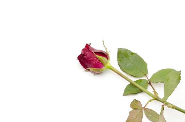 Rosa flor isolada em branco — Fotografia de Stock