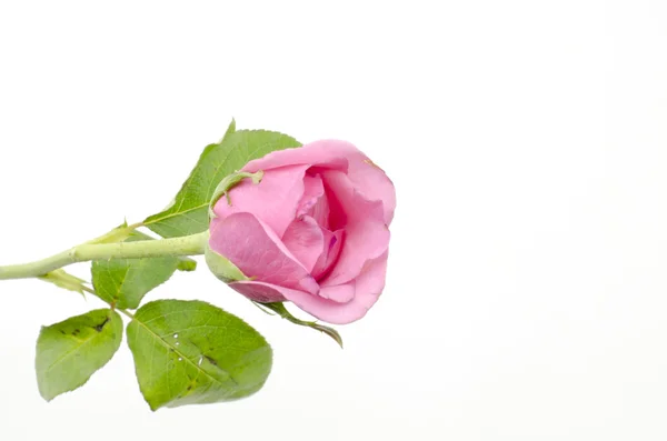 Rose flower isolated on white — Stock Photo, Image