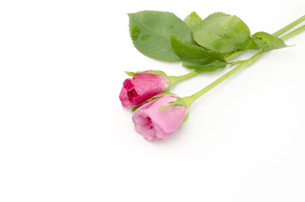 孤立在白色的玫瑰花卉 — 图库照片