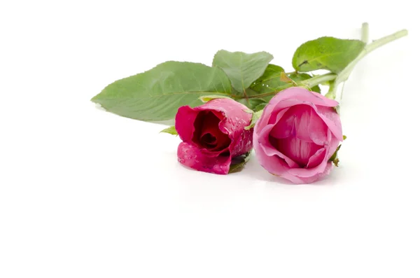 Розовый цветок изолирован на белом — стоковое фото