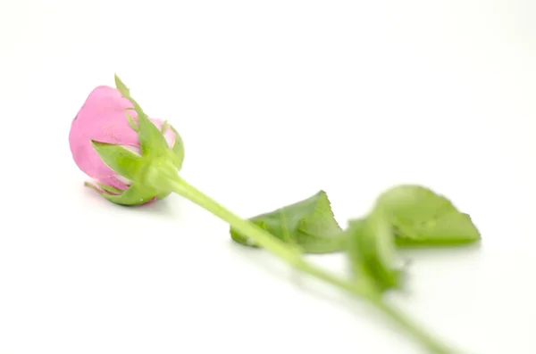 Rosa flor isolada em branco — Fotografia de Stock