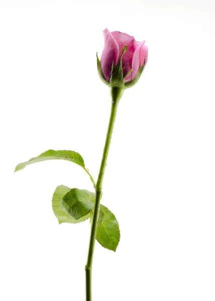 Flor de rosa aislada en blanco — Foto de Stock