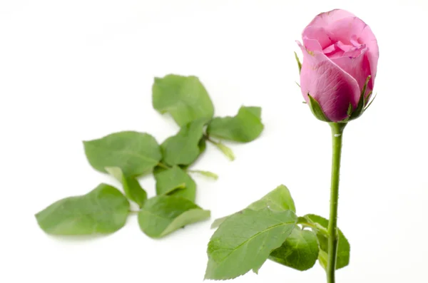 Flor de rosa aislada en blanco — Foto de Stock